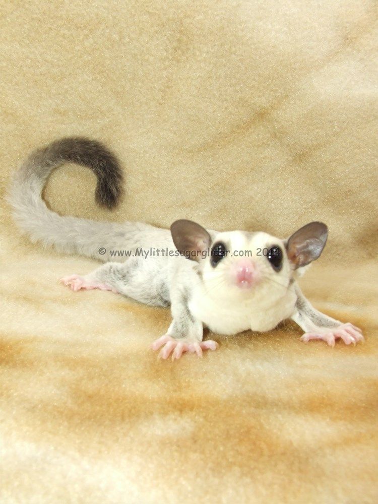 Hairless Sugar Glider GliderCENTRAL